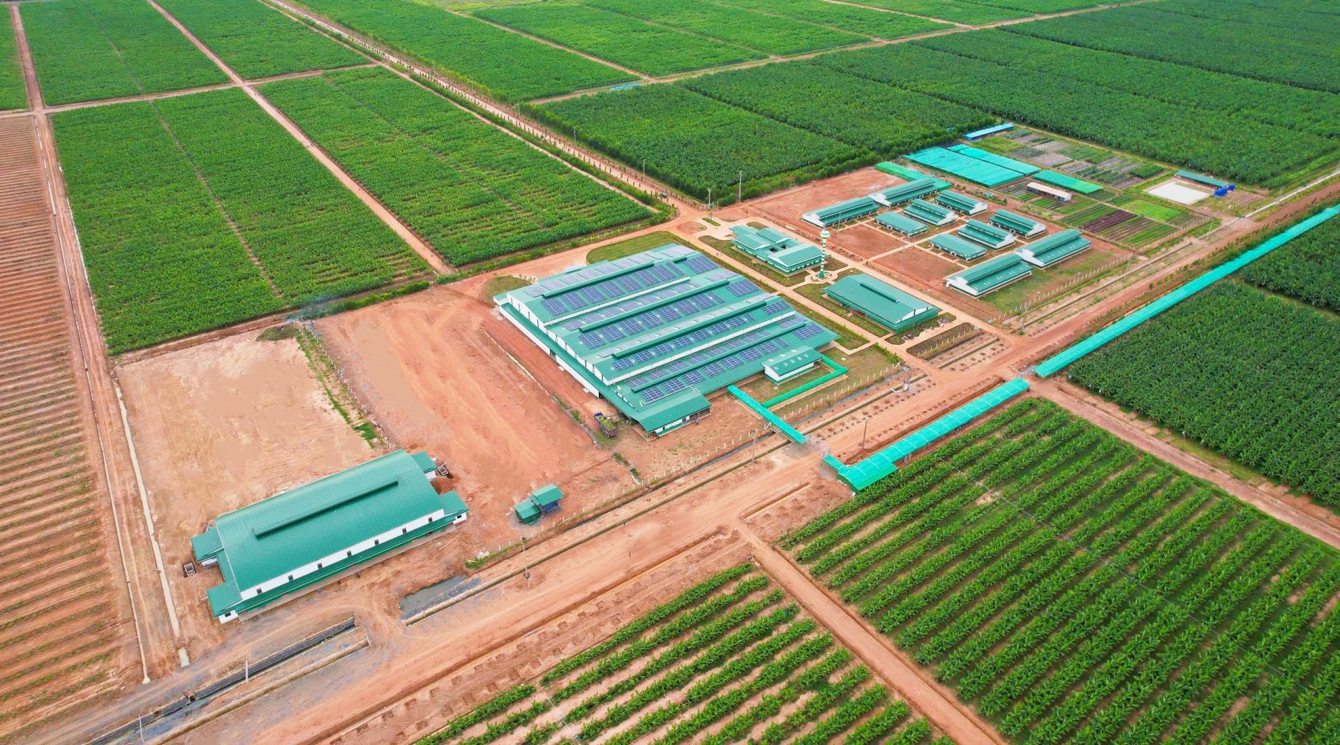 Xí nghiệp Chuối Daun Penh 1, KLH Koun Mom Xí nghiệp Chuối Daun Penh 1, KLH Koun Mom