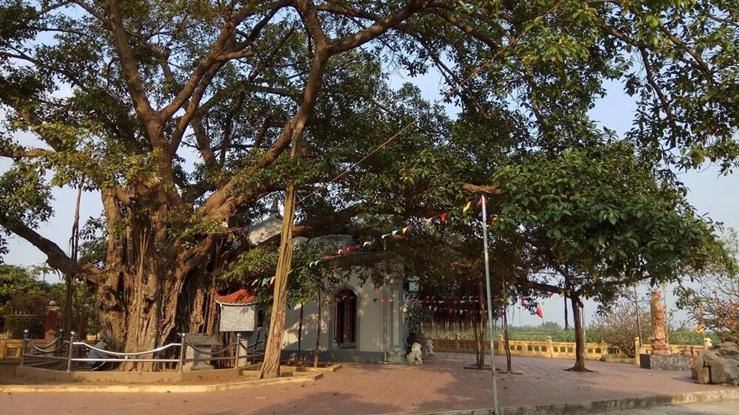Cây đa La Tiến Cây đa La Tiến
