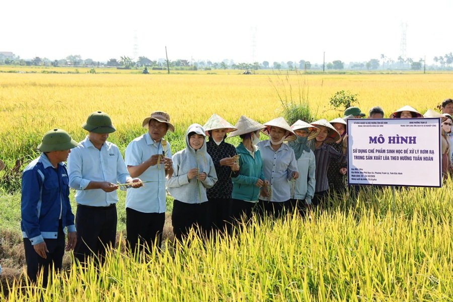 Không chỉ mang lại hiệu quả kinh tế, việc ứng dụng chế phẩm sinh học còn góp phần giải quyết lượng phụ phẩm phát sinh sau thu hoạch, hạn chế tình trạng đốt rơm rạ trên đồng ruộng Không chỉ mang lại hiệu quả kinh tế, việc ứng dụng chế phẩm sinh học còn góp phần giải quyết lượng phụ phẩm phát sinh sau thu hoạch, hạn chế tình trạng đốt rơm rạ trên đồng ruộng