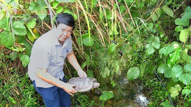 Chủ tịch UBND phường Nguyễn Thúc Dũng phường Hải Vân thả các động vật hoang dã quý hiếm về rưng. Chủ tịch UBND phường Nguyễn Thúc Dũng phường Hải Vân thả các động vật hoang dã quý hiếm về rưng.