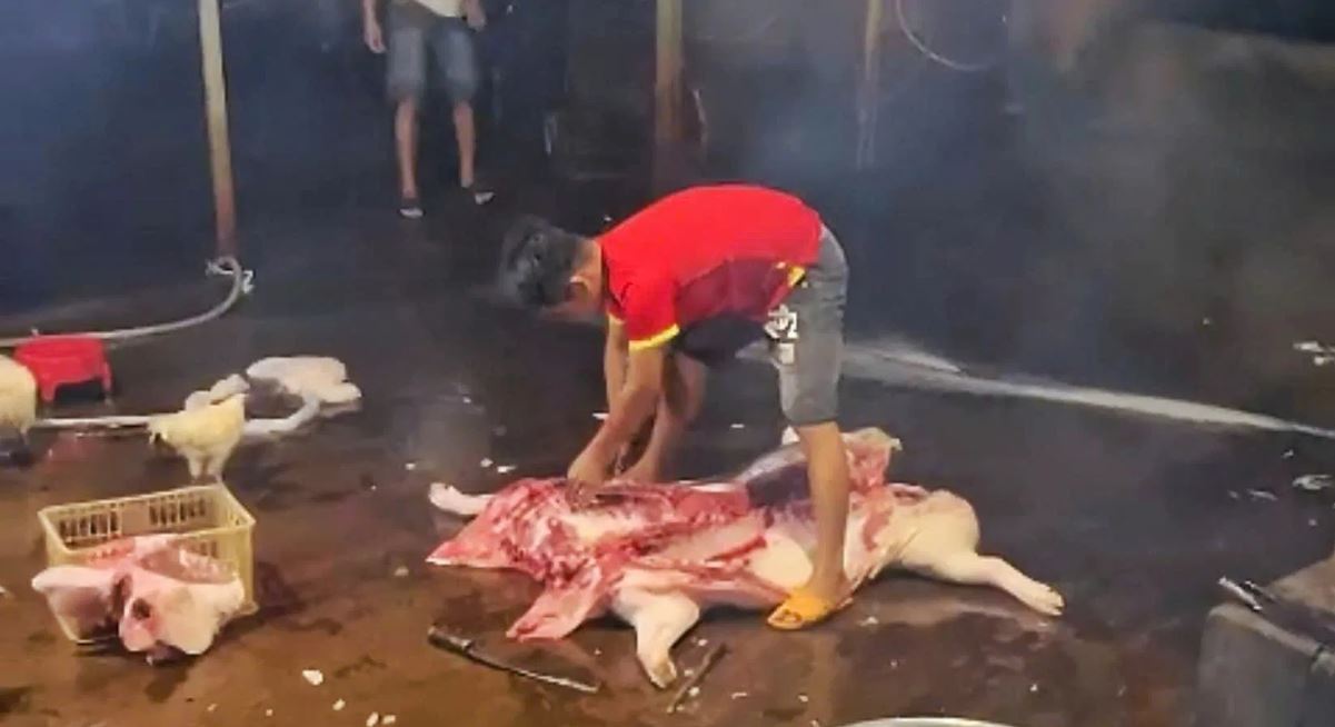 H&agrave;nh vi giết mổ động vật tại cơ sở kh&ocirc;ng ph&eacute;p