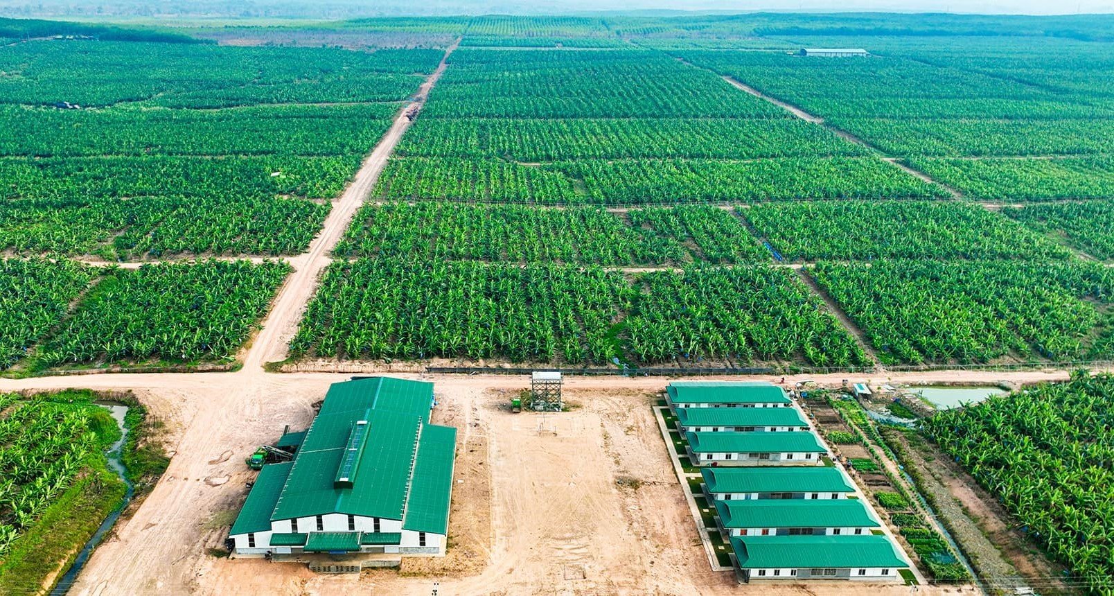 EY cảnh báo yếu tố không chắc chắn trọng yếu về khả năng hoạt động liên tục của HAGL Agrico EY cảnh báo yếu tố không chắc chắn trọng yếu về khả năng hoạt động liên tục của HAGL Agrico