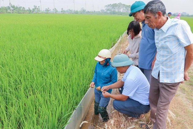 C&aacute;c đại biểu khảo s&aacute;t c&aacute;c xứ đồng dự kiến triển khai sản xuất vụ đ&ocirc;ng 2026