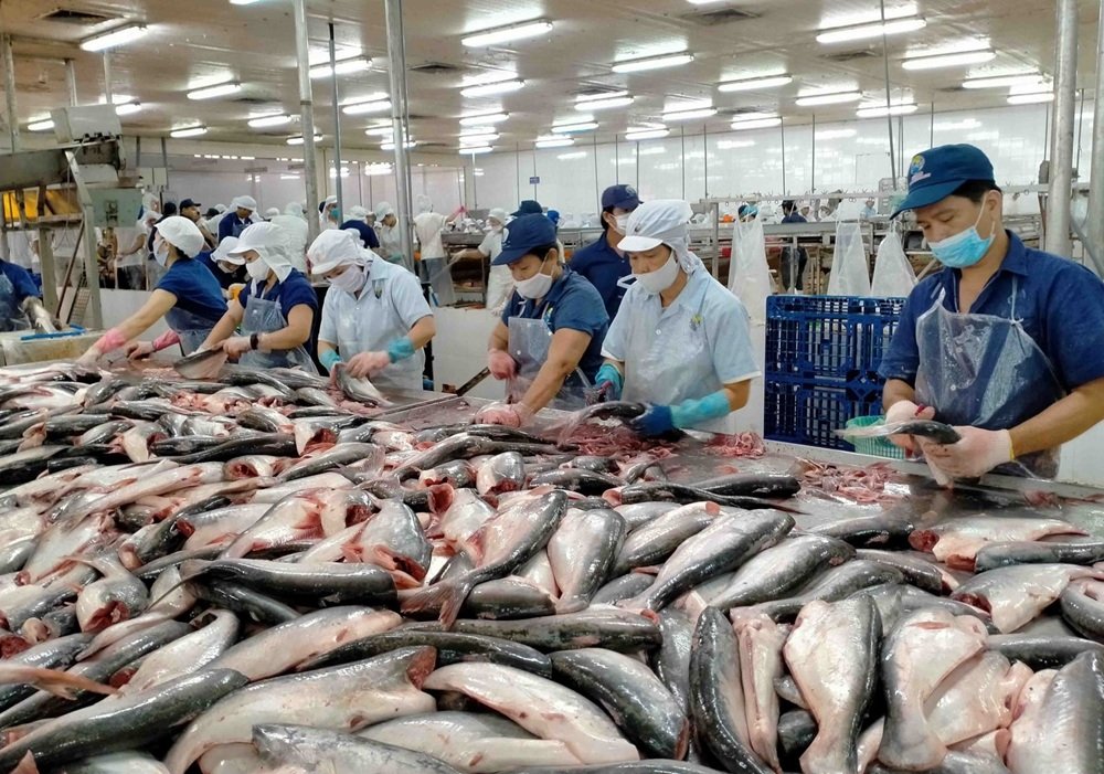 Xuất khẩu cá tra sang Hoa Kỳ chịu sức ép khi chi phí thuế gia tăng trong khi các nhà nhập khẩu có xu hướng thận trọng với lượng tồn kho. Xuất khẩu cá tra sang Hoa Kỳ chịu sức ép khi chi phí thuế gia tăng trong khi các nhà nhập khẩu có xu hướng thận trọng với lượng tồn kho.