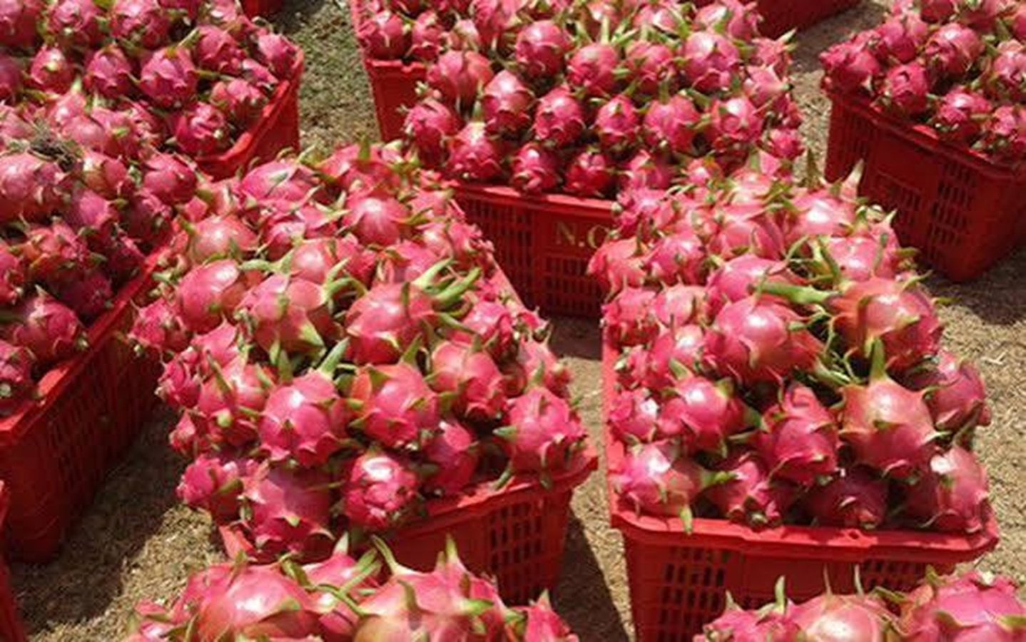 Thanh long từ 30.000 đồng rớt xuống 2.000 đồng/kg sau 2 th&aacute;ng