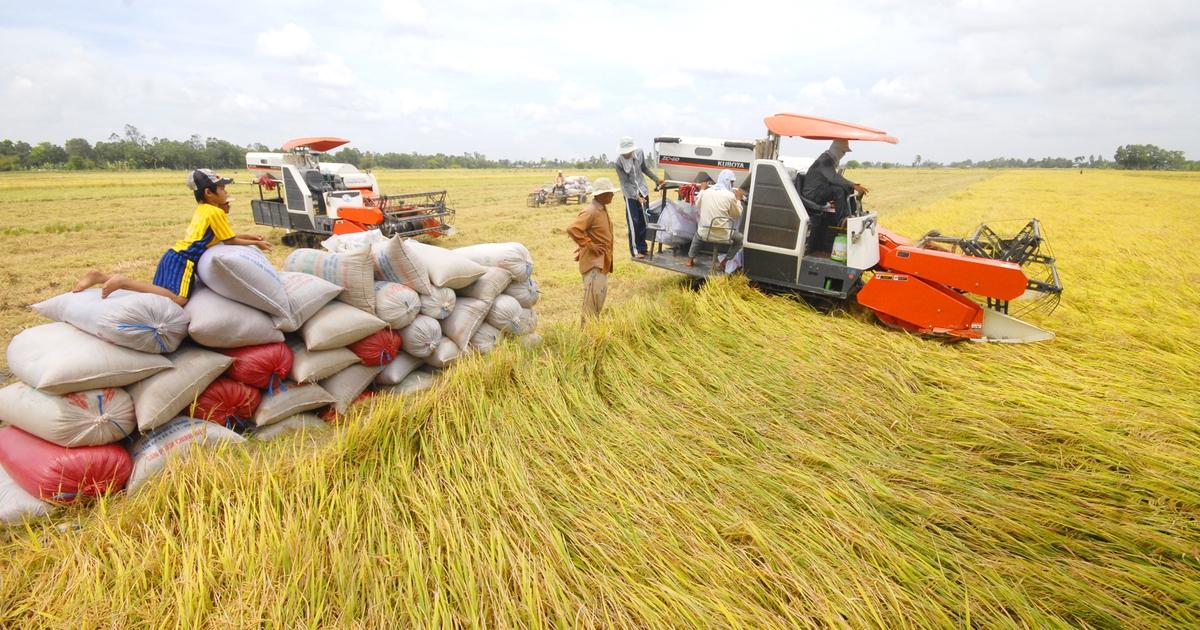 Thị trường lúa gạo Đồng bằng sông Cửu Long được dự báo tiếp tục đi ngang trong ngày 21/9. Ảnh minh họa, nguồn Internet Thị trường lúa gạo Đồng bằng sông Cửu Long được dự báo tiếp tục đi ngang trong ngày 21/9. Ảnh minh họa, nguồn Internet
