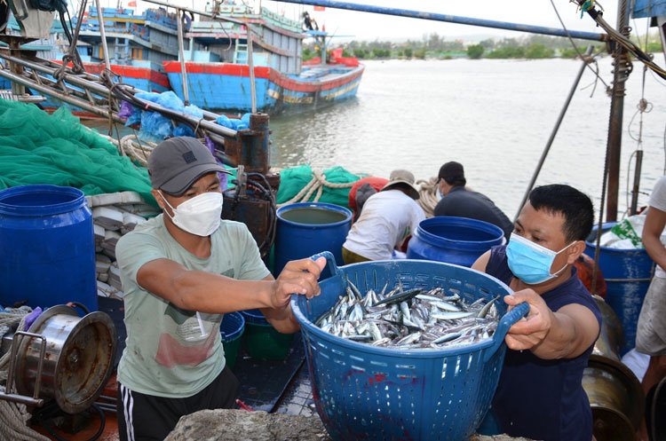 Ninh B&igrave;nh cũng đ&atilde; thực hiện gi&aacute;m s&aacute;t 86,9% sản lượng thủy sản bốc dỡ qua cảng, g&oacute;p phần n&acirc;ng cao hiệu quả kiểm so&aacute;t sản lượng khai th&aacute;c