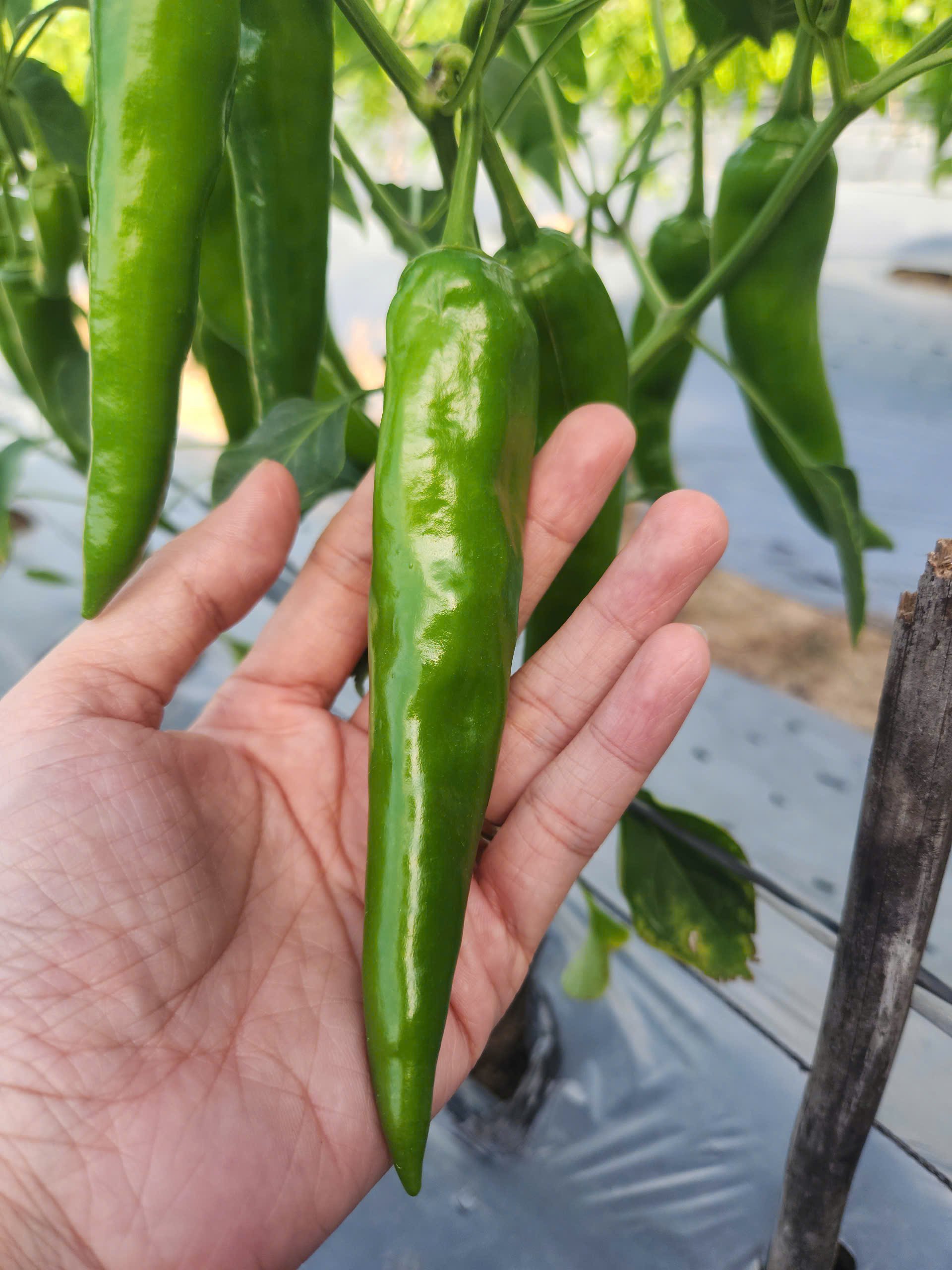 Từ năm 2027, mục ti&ecirc;u cốt l&otilde;i l&agrave; gi&uacute;p HTX Dịch vụ Tầm Ng&acirc;n tự chủ kh&eacute;p k&iacute;n chuỗi gi&aacute; trị ớt, từng bước n&acirc;ng sản lượng l&ecirc;n 9-15 tấn/năm.
