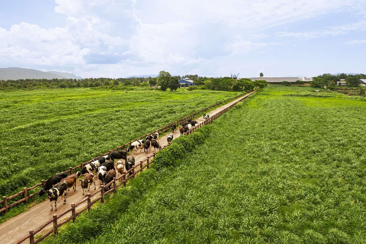 Chuẩn chất lượng được Vinamilk mở rộng trên toàn chuỗi, từ nguyên liệu, trang trại đến sản xuất và thành phẩm. Ảnh: Vi Nam Chuẩn chất lượng được Vinamilk mở rộng trên toàn chuỗi, từ nguyên liệu, trang trại đến sản xuất và thành phẩm. Ảnh: Vi Nam