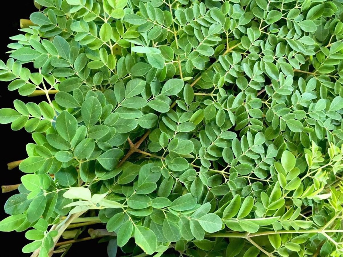 Lá chùm ngây được sử dụng như một loại rau giàu dinh dưỡng Lá chùm ngây được sử dụng như một loại rau giàu dinh dưỡng