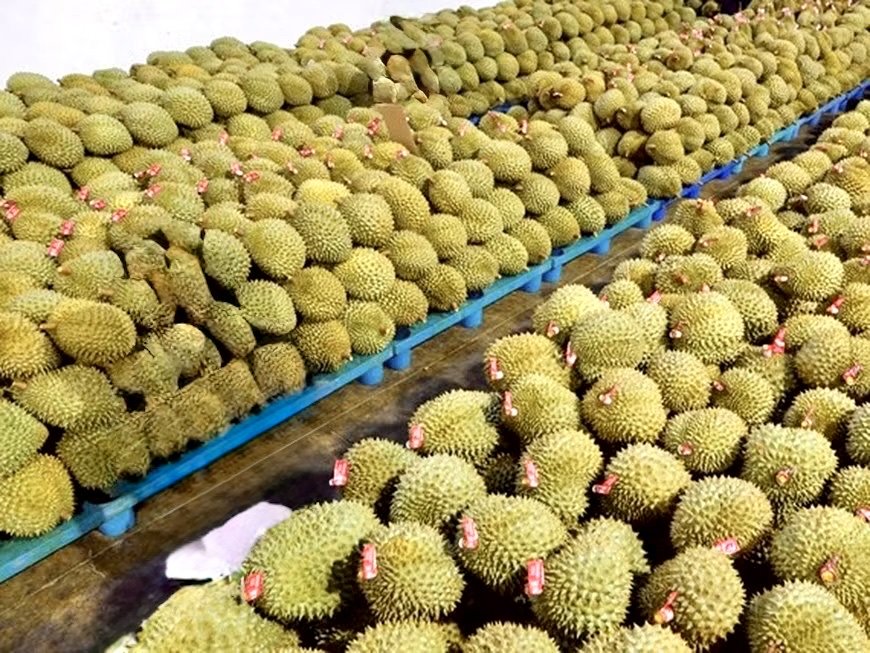 Gi&aacute; sầu ri&ecirc;ng h&ocirc;m nay 25/9: Tăng ở Đồng bằng s&ocirc;ng Cửu Long