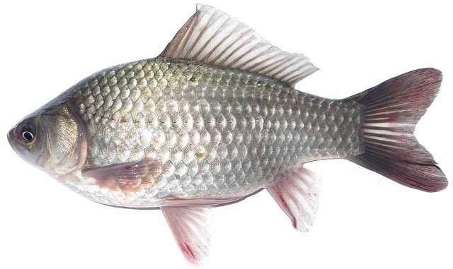 C&aacute; diếc (danh ph&aacute;p khoa học: Carassius auratus) l&agrave; lo&agrave;i c&aacute; nước ngọt thuộc họ C&aacute; ch&eacute;p.