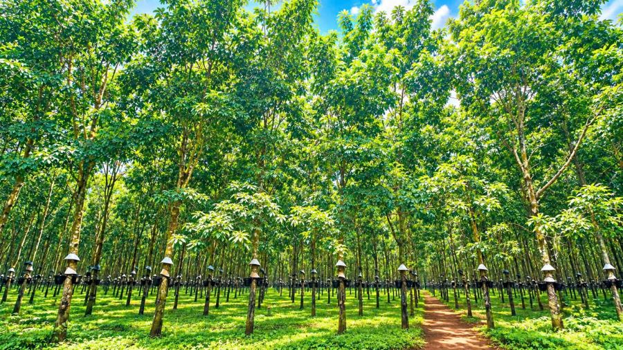 Gi&aacute; cao su h&ocirc;m nay 25/9: Sắc xanh bao phủ c&aacute;c s&agrave;n giao dịch ch&acirc;u &Aacute;