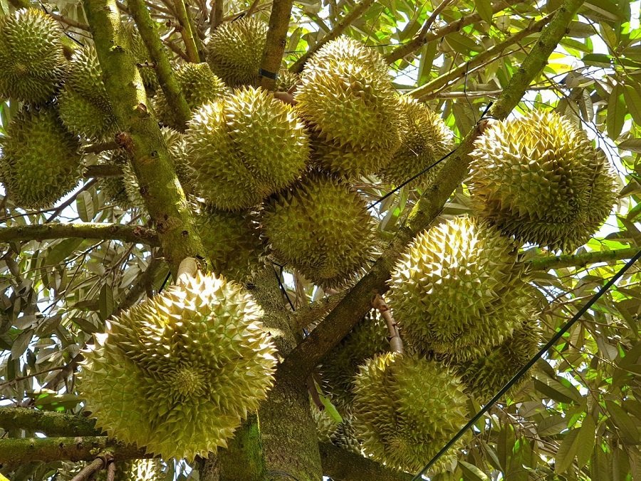 Gi&aacute; sầu ri&ecirc;ng h&ocirc;m nay 26/9:Thị trường giảm