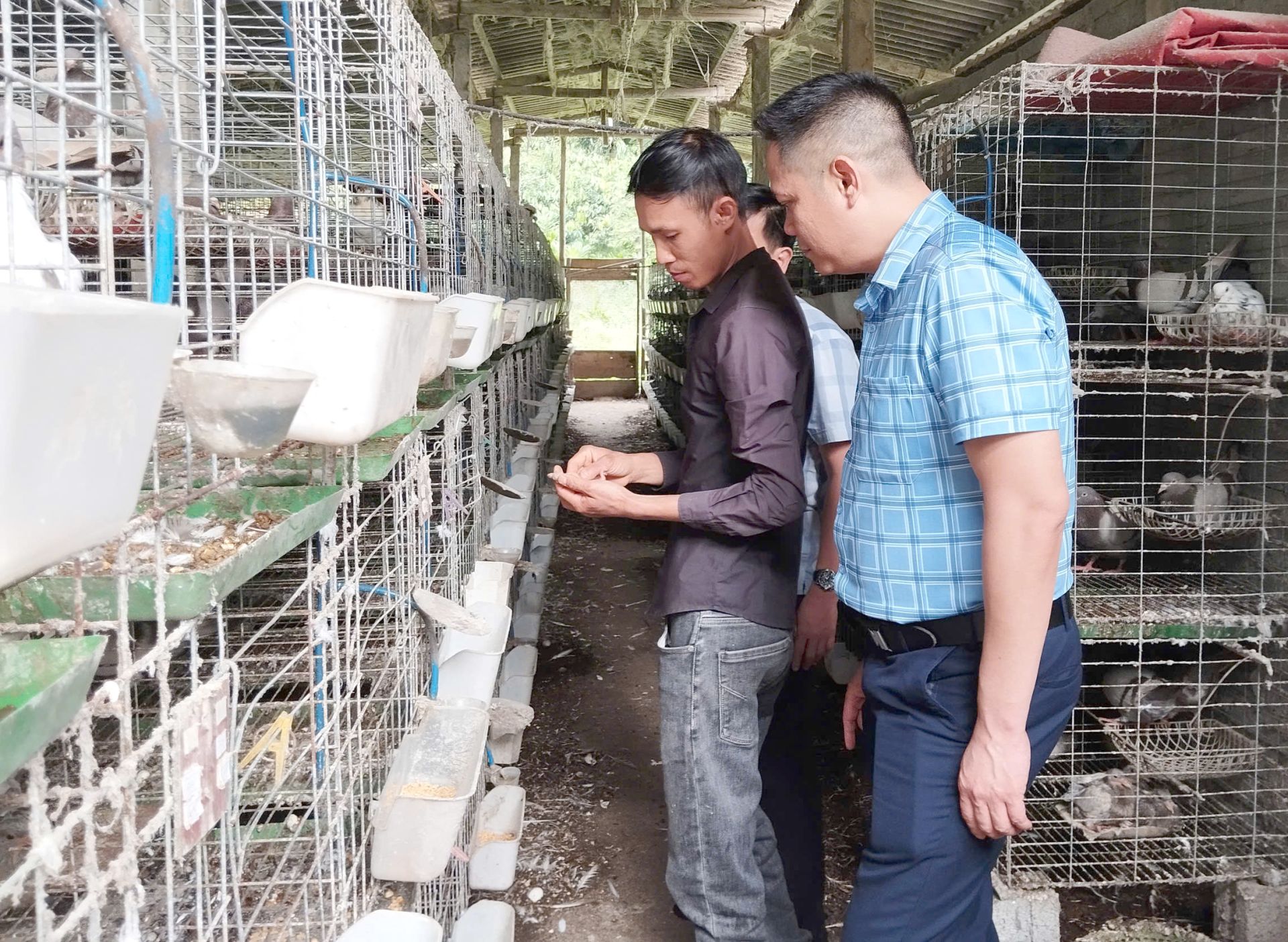 Lãnh đạo xã Lương Thịnh kiểm tra mô hình nuôi Bồ Câu thương phẩm tại thôn Yên Ninh Lãnh đạo xã Lương Thịnh kiểm tra mô hình nuôi Bồ Câu thương phẩm tại thôn Yên Ninh