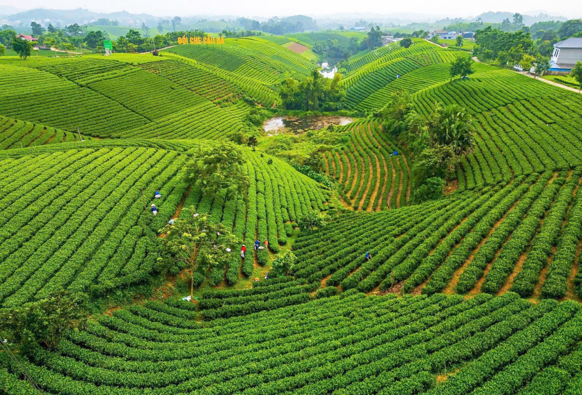 Đồi ch&egrave; Cầu Đ&aacute; - nơi du kh&aacute;ch kh&aacute;m ph&aacute; vẻ đẹp của v&ugrave;ng ch&egrave; dưới ch&acirc;n n&uacute;i Tam Đảo
