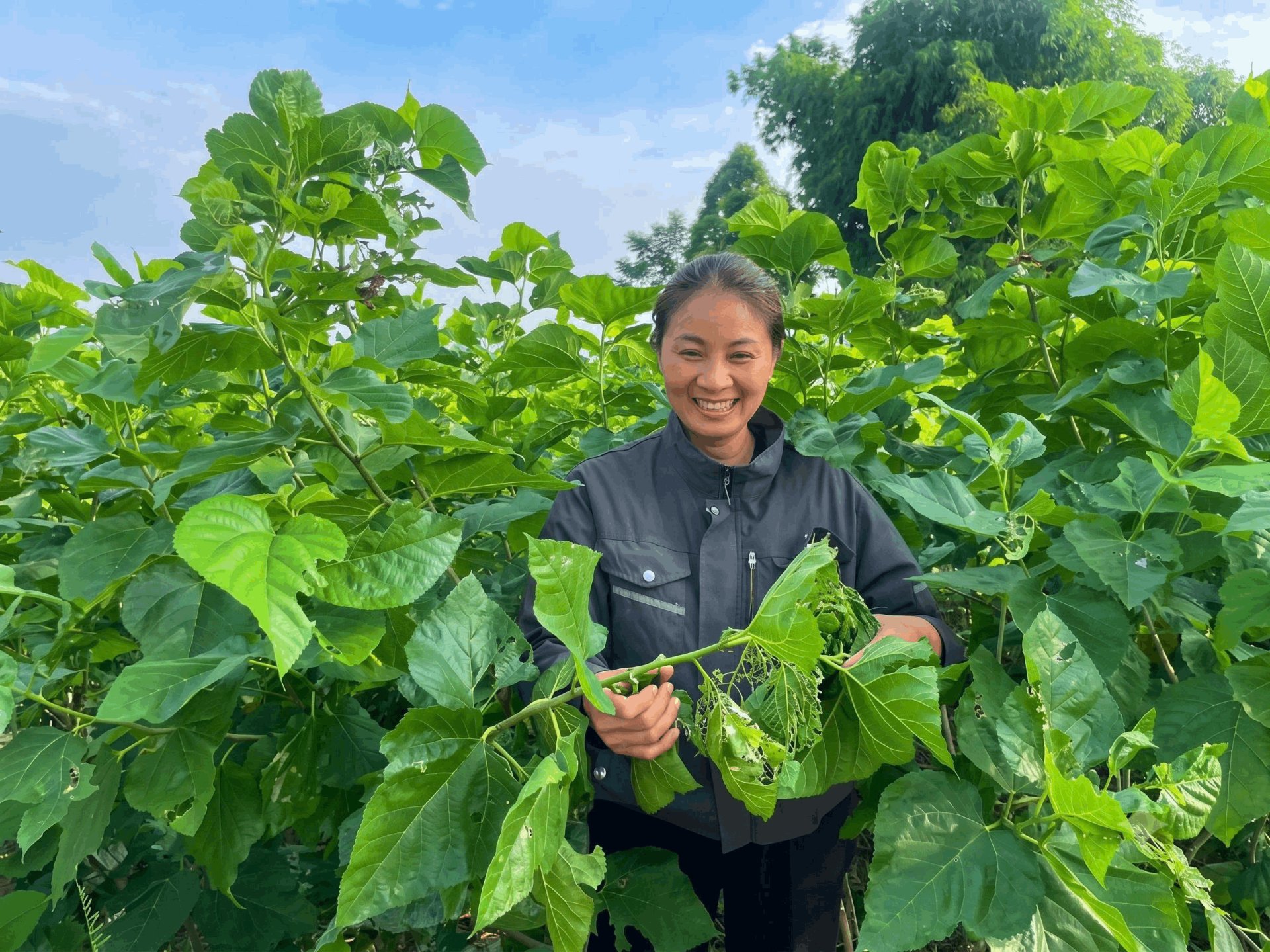 Chị Nguyễn Thị Hồng L&ecirc; t&iacute;ch cực hướng dẫn, chuyển giao kỹ thuật trồng d&acirc;u, nu&ocirc;i tằm cho người d&acirc;n; tuy&ecirc;n truyền c&aacute;c biện ph&aacute;p bảo vệ m&ocirc;i trường, bảo đảm an to&agrave;n sinh học trong sản xuất.