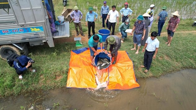 Cá giống được thả tại khu vực triển khai mô hình cá - lúa chét ở xã Kiều Phú, Hà Nội. Cá giống được thả tại khu vực triển khai mô hình cá - lúa chét ở xã Kiều Phú, Hà Nội.