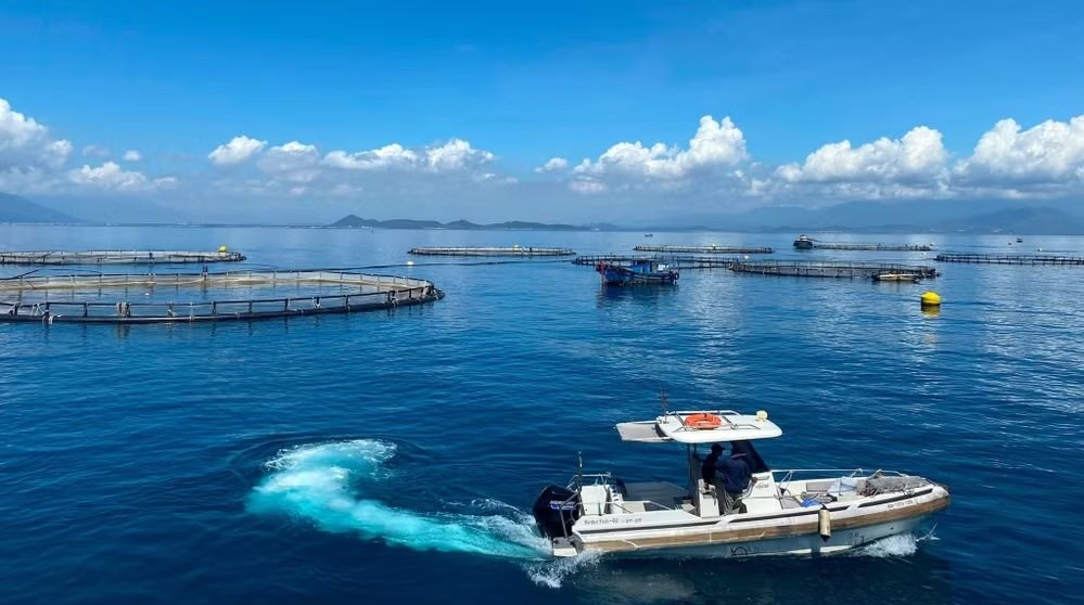 Khu vực nu&ocirc;i c&aacute; chẽm c&ocirc;ng nghệ cao ở v&ugrave;ng nước s&acirc;u của C&ocirc;ng ty tr&aacute;ch nhiệm hữu hạn Thủy sản Australis Việt Nam tr&ecirc;n vịnh V&acirc;n Phong, tỉnh Kh&aacute;nh H&ograve;a. (Ảnh: QUỐC VIỆT-L&Ecirc; QU&Acirc;N)