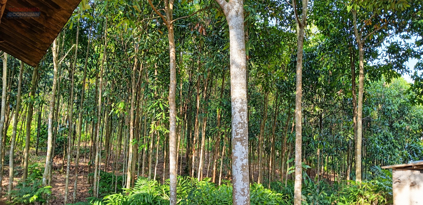 Từ lợi thế vùng nguyên liệu, Lào Cai đang hướng khoa học, công nghệ vào sản xuất, chế biến và kết nối thị trường đối với cây quế, cây dược liệu. (Ảnh: Đức Diện) Từ lợi thế vùng nguyên liệu, Lào Cai đang hướng khoa học, công nghệ vào sản xuất, chế biến và kết nối thị trường đối với cây quế, cây dược liệu. (Ảnh: Đức Diện)