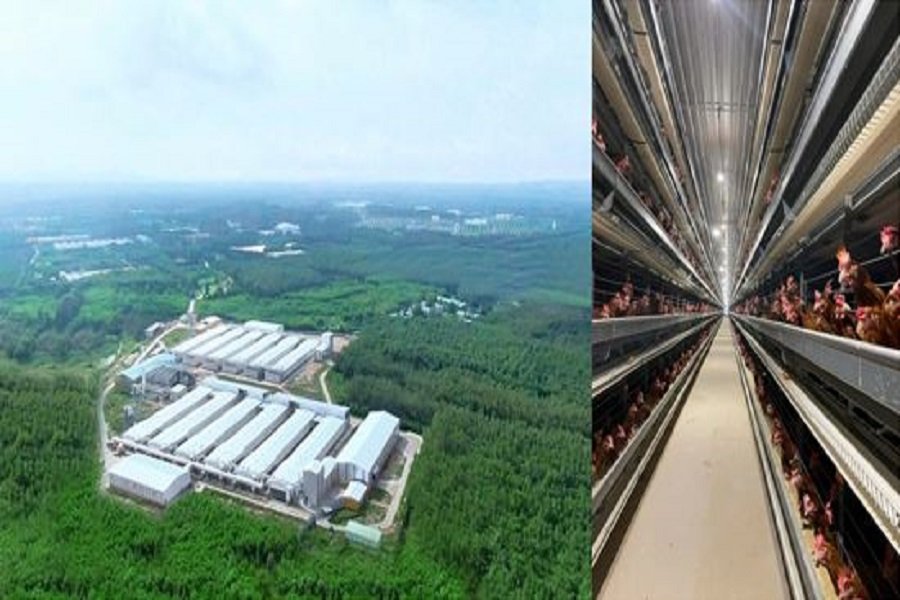 Hệ thống chuồng nuôi khép kín theo công nghệ của Tập đoàn Bigdutchman Cộng hòa liên bang Đức. (Ảnh: Tư liệu) Hệ thống chuồng nuôi khép kín theo công nghệ của Tập đoàn Bigdutchman Cộng hòa liên bang Đức. (Ảnh: Tư liệu)