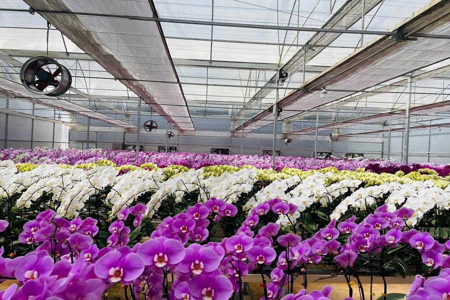 Giống hoa lan Hồ Điệp tại Lâm Đồng. Giống hoa lan Hồ Điệp tại Lâm Đồng.