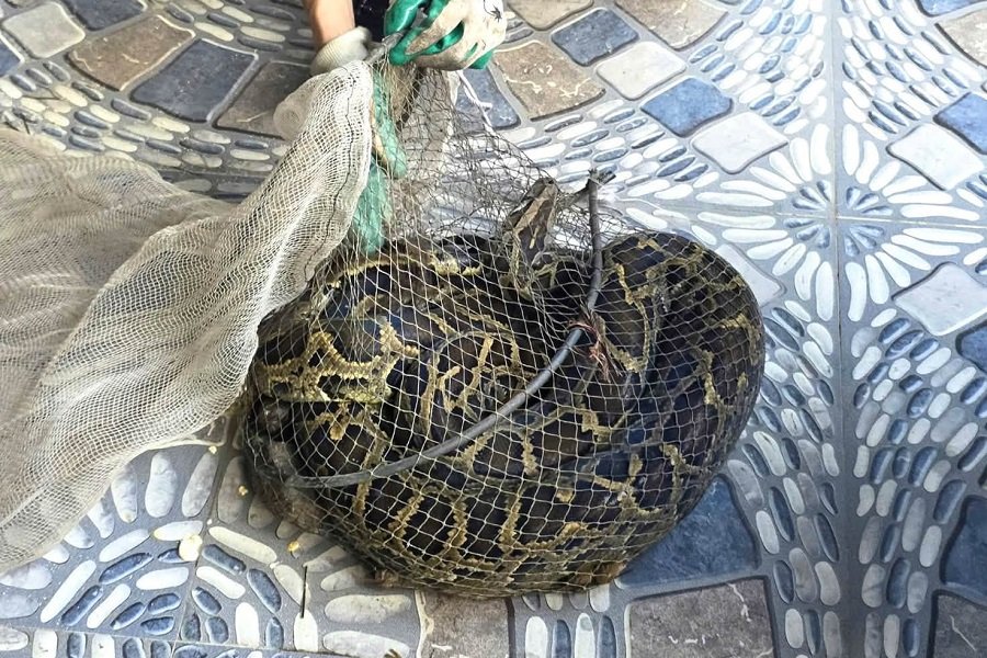 C&aacute; thể trăn đất nặng 9kg được &ocirc;ng Chinh ph&aacute;t hiện trong l&uacute;c đi thăm đồng
