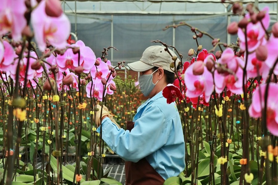 Tỉnh Lâm Đồng hiện nay có khoảng 50 doanh nghiệp sản xuất hoa lan hồ điệp, tạo công ăn việc làm cho hàng nghìn người lao động mỗi năm. (Ảnh: Hiệp hội Hoa Đà Lạt) Tỉnh Lâm Đồng hiện nay có khoảng 50 doanh nghiệp sản xuất hoa lan hồ điệp, tạo công ăn việc làm cho hàng nghìn người lao động mỗi năm. (Ảnh: Hiệp hội Hoa Đà Lạt)