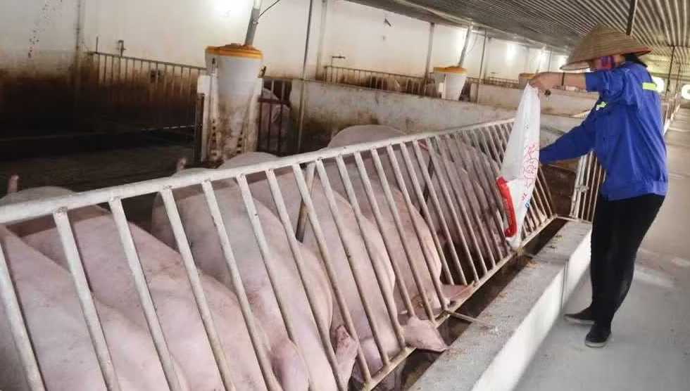 Chăn nu&ocirc;i lợn tại C&ocirc;ng ty CP Thi&ecirc;n Thuận Tường (x&atilde; Ba Chẽ)