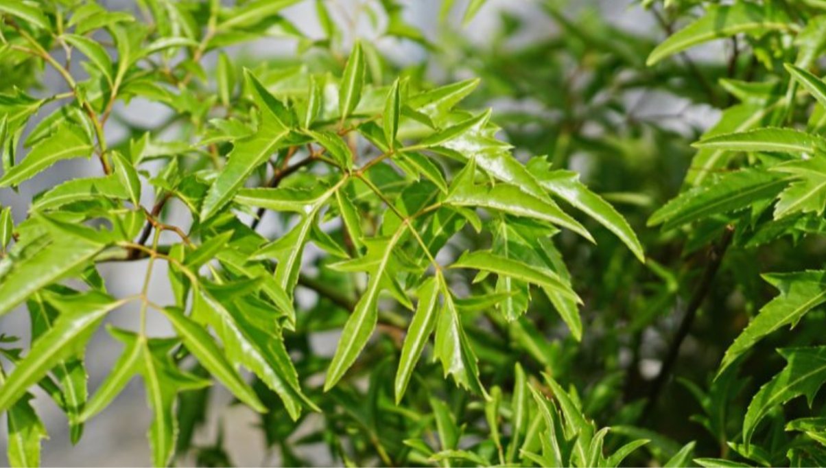 Đinh lăng được ứng dụng trong hỗ trợ cải thiện giấc ngủ cho trẻ tăng động Đinh lăng được ứng dụng trong hỗ trợ cải thiện giấc ngủ cho trẻ tăng động