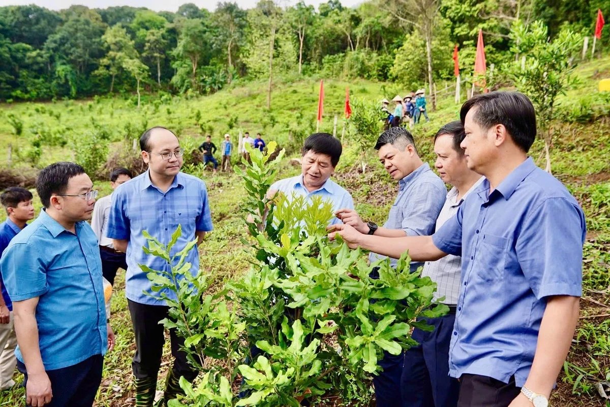 Các mô hình hỗ trợ phát triển sản xuất tại Điện Biên hướng đến hình thành vùng sản xuất tập trung, nâng cao năng lực sản xuất và thúc đẩy liên kết tiêu thụ nông sản cho người dân. Ảnh NNMT. Các mô hình hỗ trợ phát triển sản xuất tại Điện Biên hướng đến hình thành vùng sản xuất tập trung, nâng cao năng lực sản xuất và thúc đẩy liên kết tiêu thụ nông sản cho người dân. Ảnh NNMT.