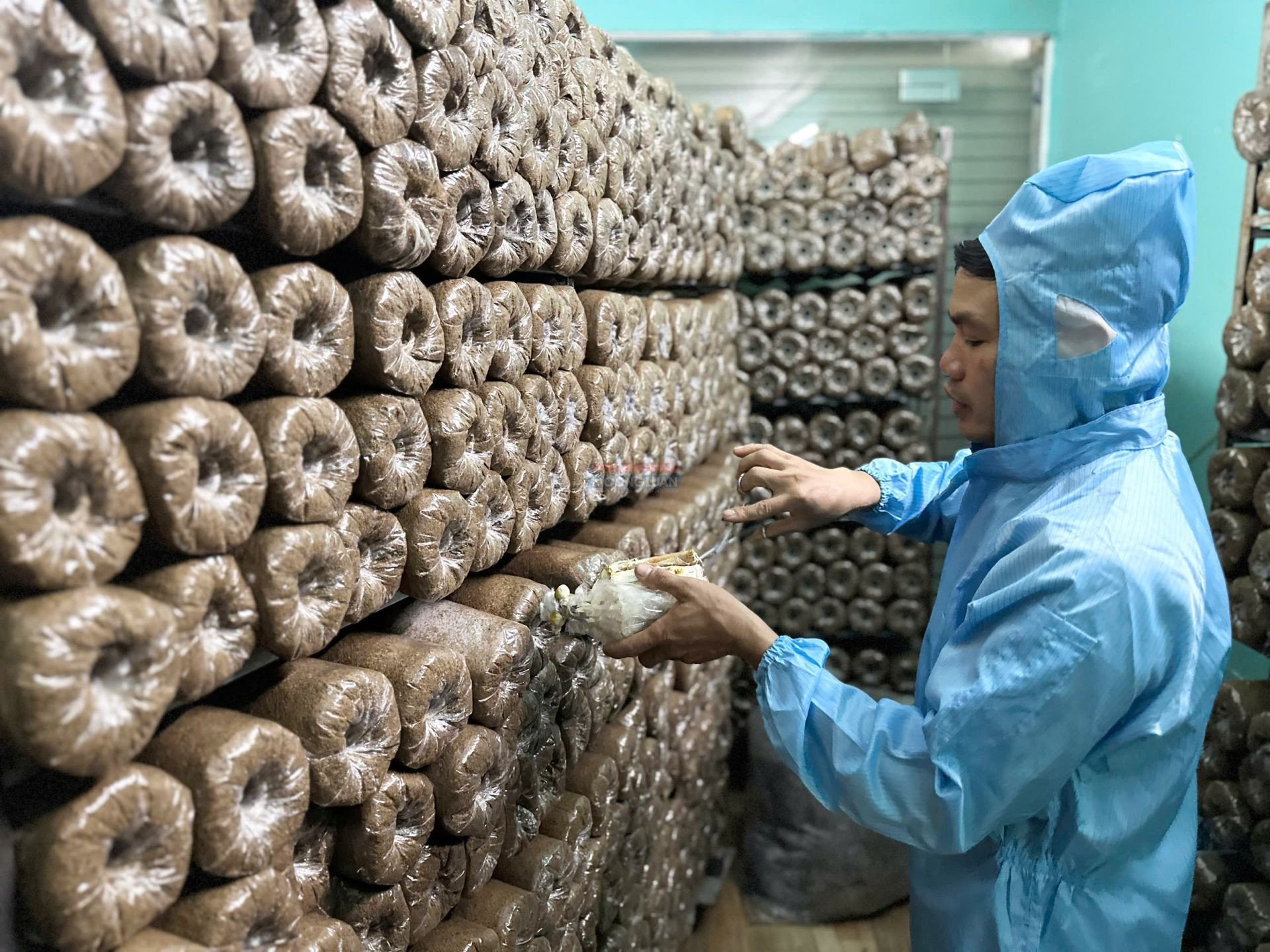 Người lao động đang tiến hành cấy phôi nấm Linh Chi. Người lao động đang tiến hành cấy phôi nấm Linh Chi.
