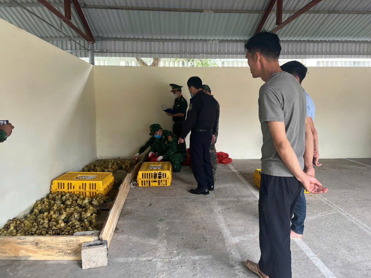 Lực lượng chức năng kiểm tra số gia cầm giống kh&ocirc;ng c&oacute; giấy tờ chứng minh nguồn gốc hợp ph&aacute;p