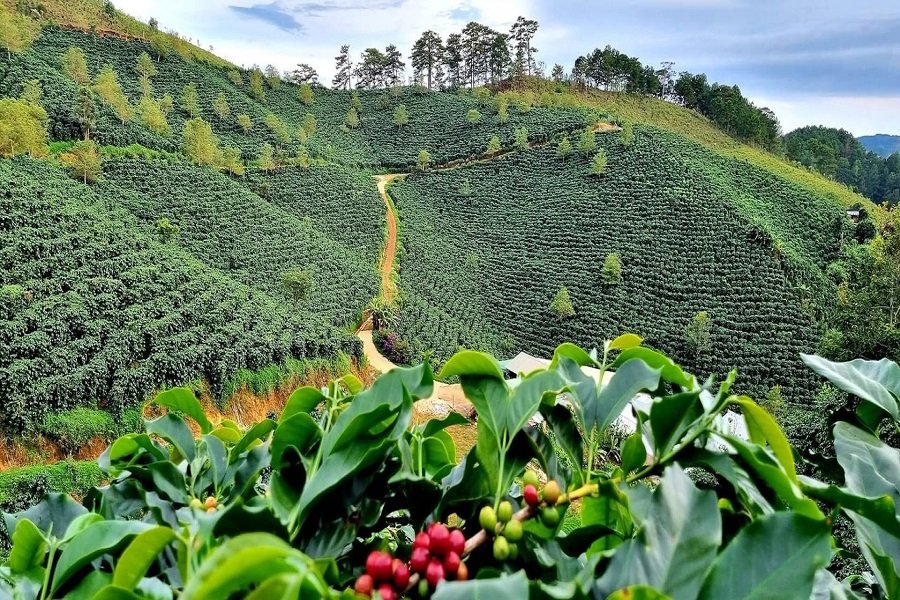 Chương trình dự kiến tổ chức cuộc thi “Giải thưởng cà phê xuất sắc Lâm Đồng - 2026” trong hai ngày 24 và 25/12. Chương trình dự kiến tổ chức cuộc thi “Giải thưởng cà phê xuất sắc Lâm Đồng - 2026” trong hai ngày 24 và 25/12.