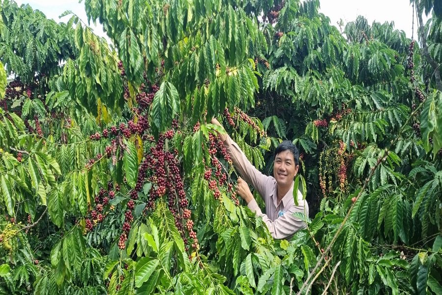 Vườn cà phê Dũng Mai ở xã Nam Ban Lâm Hà, tỉnh Lâm Đồng. (Ảnh: P.H) Vườn cà phê Dũng Mai ở xã Nam Ban Lâm Hà, tỉnh Lâm Đồng. (Ảnh: P.H)