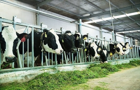 Kỹ thuật vi&ecirc;n vận h&agrave;nh hệ thống lưu trữ dữ liệu số ERP kiểm so&aacute;t v&ograve;ng đời sản phẩm ngay tại hệ thống trang trại chăn nu&ocirc;i của Vinamilk.