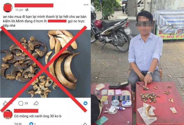 T&agrave;i khoản đăng tải mua b&aacute;n nanh, m&oacute;ng tr&ecirc;n kh&ocirc;ng gian mạng v&agrave; đối tượng bị lực lượng C&ocirc;ng an ph&aacute;t hiện bắt quả tang đang t&agrave;ng trữ nanh, m&oacute;ng động vật