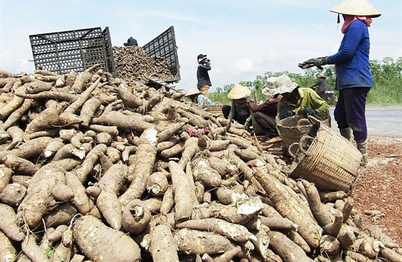 Xuất khẩu sắn của Việt Nam giảm hơn 22% về lượng trong 9 th&aacute;ng