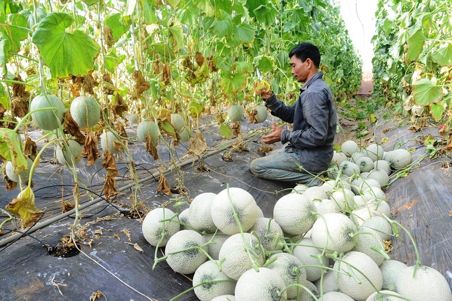 Đất đỏ bazan ở các xã Kiến Đức, Nhân Cơ rất phù hợp cho nông nghiệp ứng dụng công nghệ cao. Đất đỏ bazan ở các xã Kiến Đức, Nhân Cơ rất phù hợp cho nông nghiệp ứng dụng công nghệ cao.