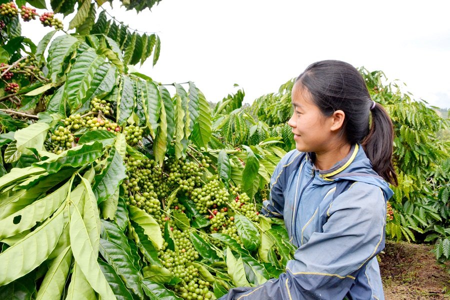 Cà phê ứng dụng công nghệ cao ở xã Phú Sơn Lâm Hà. (Ảnh: P.H) Cà phê ứng dụng công nghệ cao ở xã Phú Sơn Lâm Hà. (Ảnh: P.H)