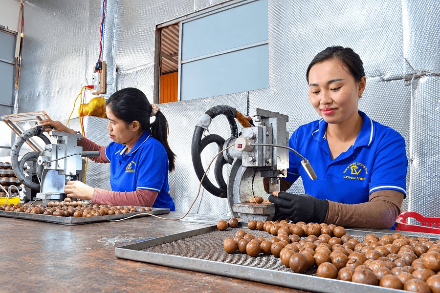Mắc ca ở Lâm Đồng có chuỗi giá trị đạt OCOP 4 sao. Mắc ca ở Lâm Đồng có chuỗi giá trị đạt OCOP 4 sao.