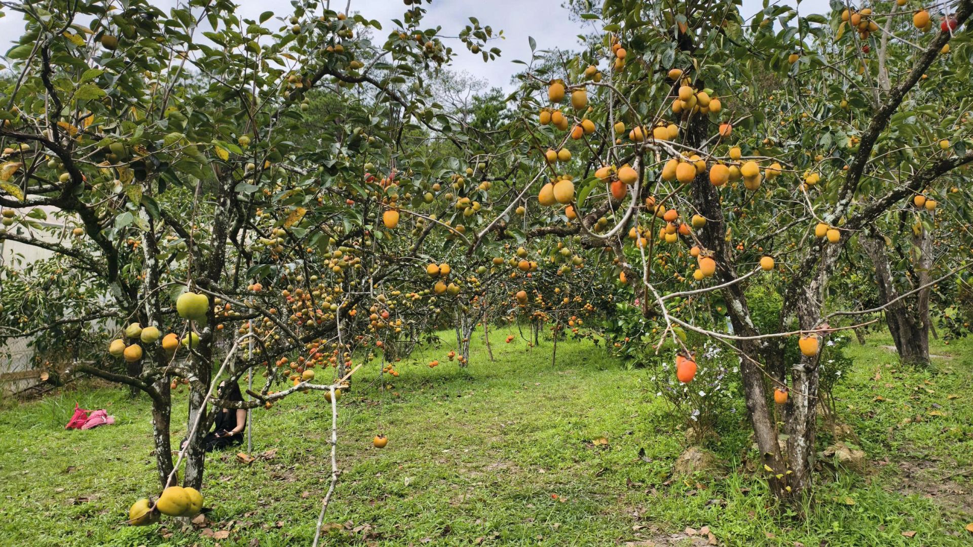 Vườn hồng Đà Lạt vào mùa chín rộ với hàng nghìn quả nặng trĩu trên cành, tạo nên bức tranh thiên nhiên tuyệt đẹp đặc trưng của phố núi những ngày cuối năm. Vườn hồng Đà Lạt vào mùa chín rộ với hàng nghìn quả nặng trĩu trên cành, tạo nên bức tranh thiên nhiên tuyệt đẹp đặc trưng của phố núi những ngày cuối năm.