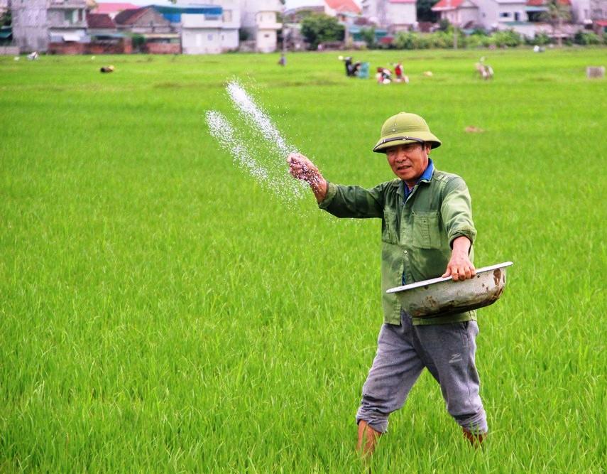 Phân bón là vật tư đầu vào thiết yếu của sản xuất nông nghiệp, tác động trực tiếp đến năng suất, chất lượng nông sản và hiệu quả kinh tế của người nông dân. Ảnh minh họa, nguồn Internet Phân bón là vật tư đầu vào thiết yếu của sản xuất nông nghiệp, tác động trực tiếp đến năng suất, chất lượng nông sản và hiệu quả kinh tế của người nông dân. Ảnh minh họa, nguồn Internet