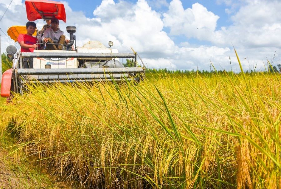 Sản xuất lúa cũng ghi nhận kết quả tích cực, với sản lượng 9 tháng ước đạt 1.704.297 tấn, bằng 91,1% kế hoạch và tăng 0,7% so với cùng kỳ Sản xuất lúa cũng ghi nhận kết quả tích cực, với sản lượng 9 tháng ước đạt 1.704.297 tấn, bằng 91,1% kế hoạch và tăng 0,7% so với cùng kỳ