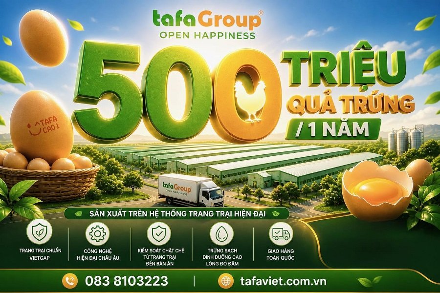 Từ quy m&ocirc; chỉ 10 con g&agrave;, sau hơn 30 năm ph&aacute;t triển, TAFA Group đ&atilde; x&acirc;y dựng đ&agrave;n g&agrave; đẻ hơn 2 triệu con, đạt năng lực cung ứng khoảng 500 triệu quả trứng mỗi năm.