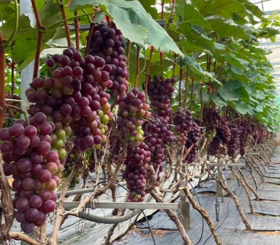 Trung tâm Khuyến nông Hà Nội đẩy mạnh chuyển giao tiến bộ khoa học kỹ thuật, hỗ trợ nông dân nâng cao hiệu quả sản xuất. Trung tâm Khuyến nông Hà Nội đẩy mạnh chuyển giao tiến bộ khoa học kỹ thuật, hỗ trợ nông dân nâng cao hiệu quả sản xuất.