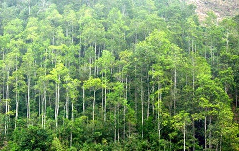 Lâm Đồng: Ứng dụng công nghệ nâng cao hiệu quả bảo vệ rừng