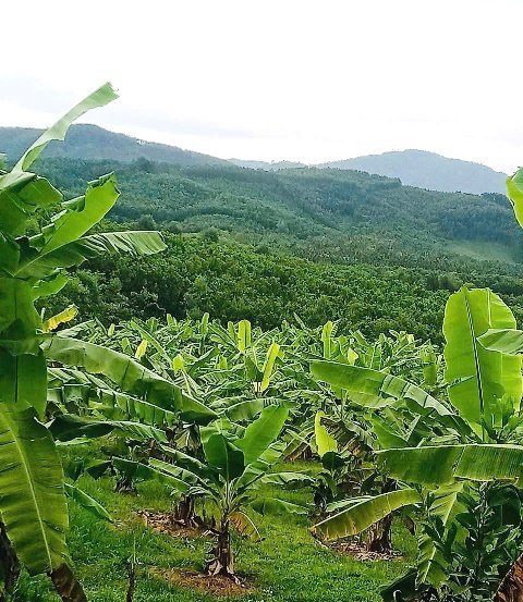 M&ocirc; h&igrave;nh trồng chuối của c&aacute;c hộ d&acirc;n li&ecirc;n kết với Hợp t&aacute;c x&atilde; Qna Farm tại x&atilde; L&atilde;nh Ngọc, th&agrave;nh phố Đ&agrave; Nẵng. Ảnh: Trung t&acirc;m Khuyến n&ocirc;ng Đ&agrave; Nẵng,