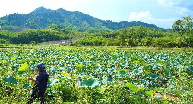 M&ocirc; h&igrave;nh trồng sen thương phẩm gắn với li&ecirc;n kết chuỗi gi&aacute; trị tại th&ocirc;n D&ugrave;i Chi&ecirc;ng, x&atilde; Quế Phước, th&agrave;nh phố Đ&agrave; Nẵng. Ảnh: Trung t&acirc;m Khuyến n&ocirc;ng Đ&agrave; Nẵng.