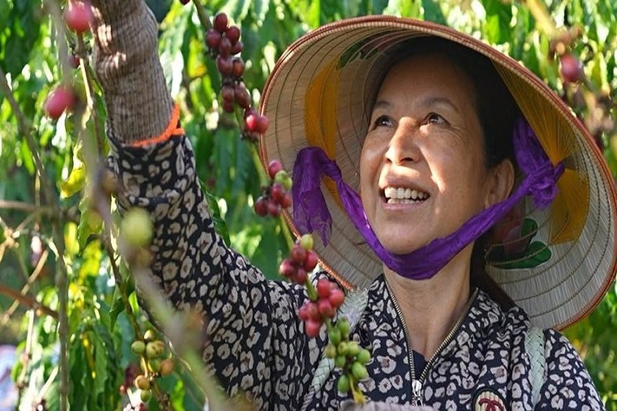 B&agrave; Nguyễn Thị T&aacute;m b&ecirc;n c&acirc;y c&agrave; ph&ecirc; một thương hiệu vươn tầm thế giới.